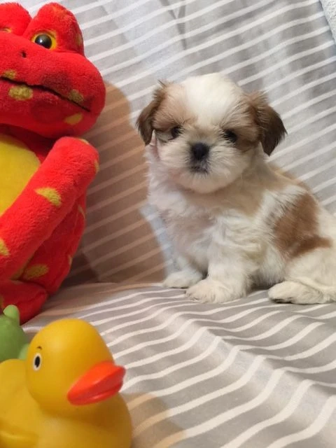Shih Tzu puiuti 