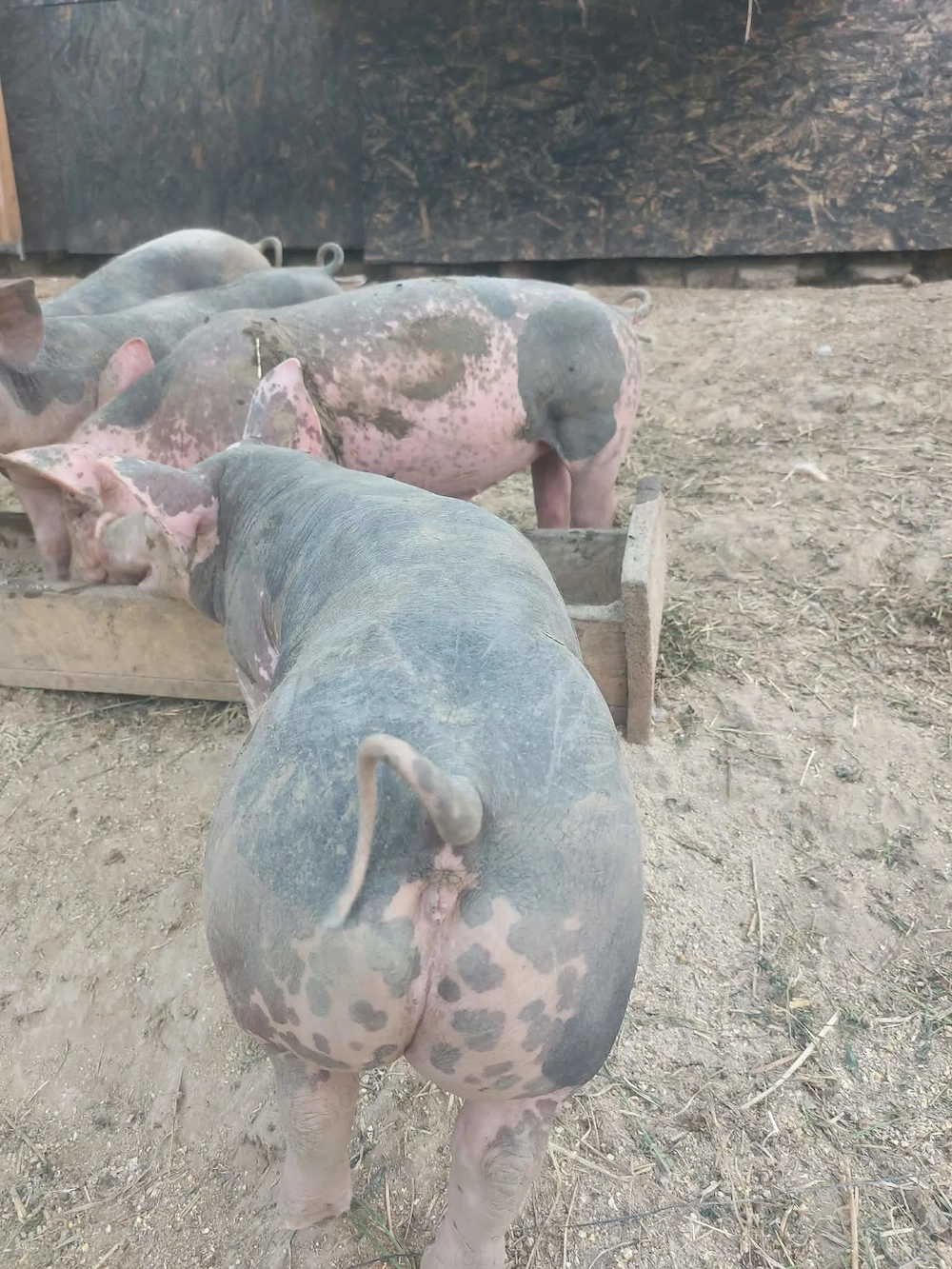 Porc de vanzare