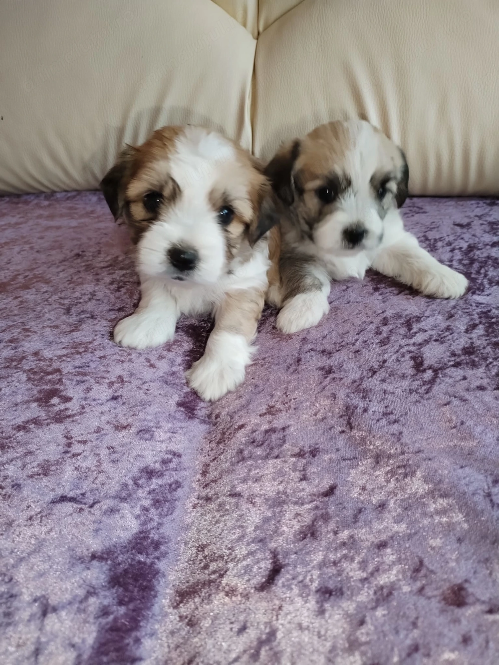 Ne căutăm căsuța noua