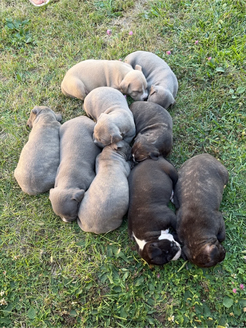 Pui de American Bully 