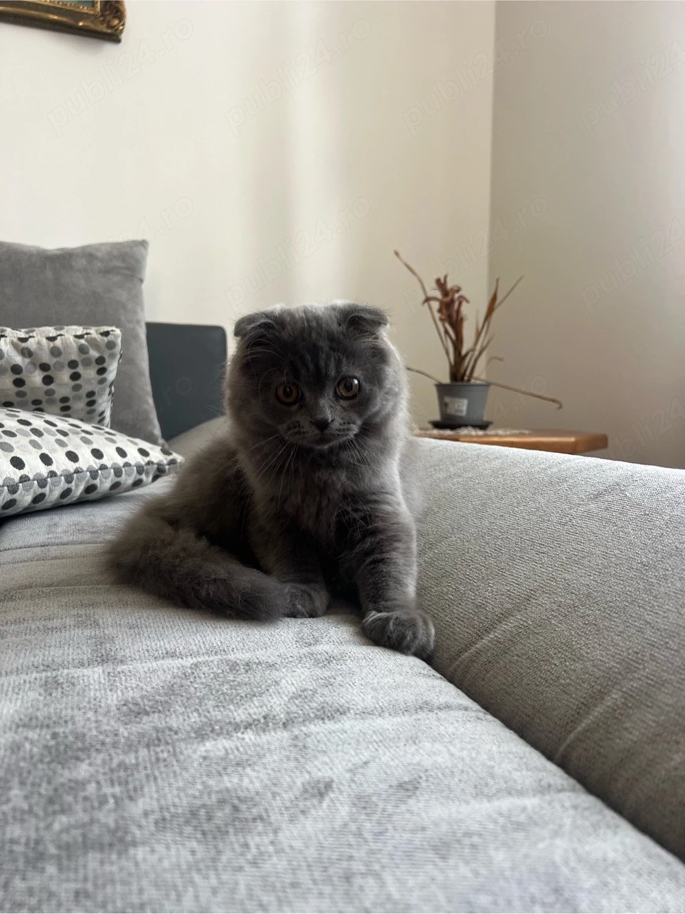 pisici Scottish fold si british shorthair