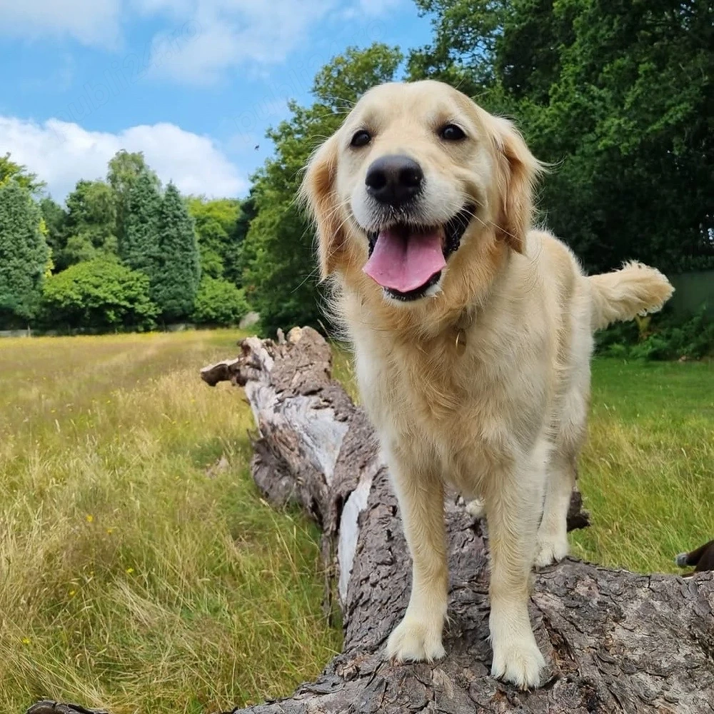 done astazi golden retriever