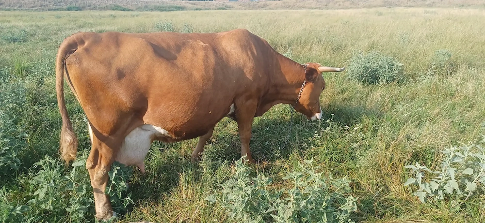 Vând vaca și vitea
