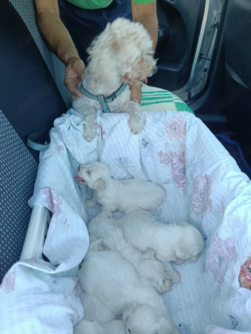 pui bichon 