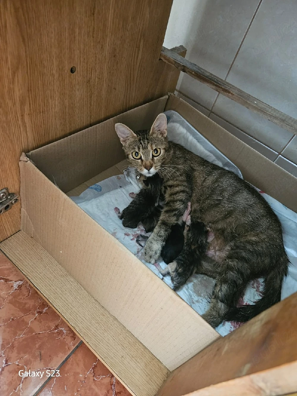 Donație pisicuți