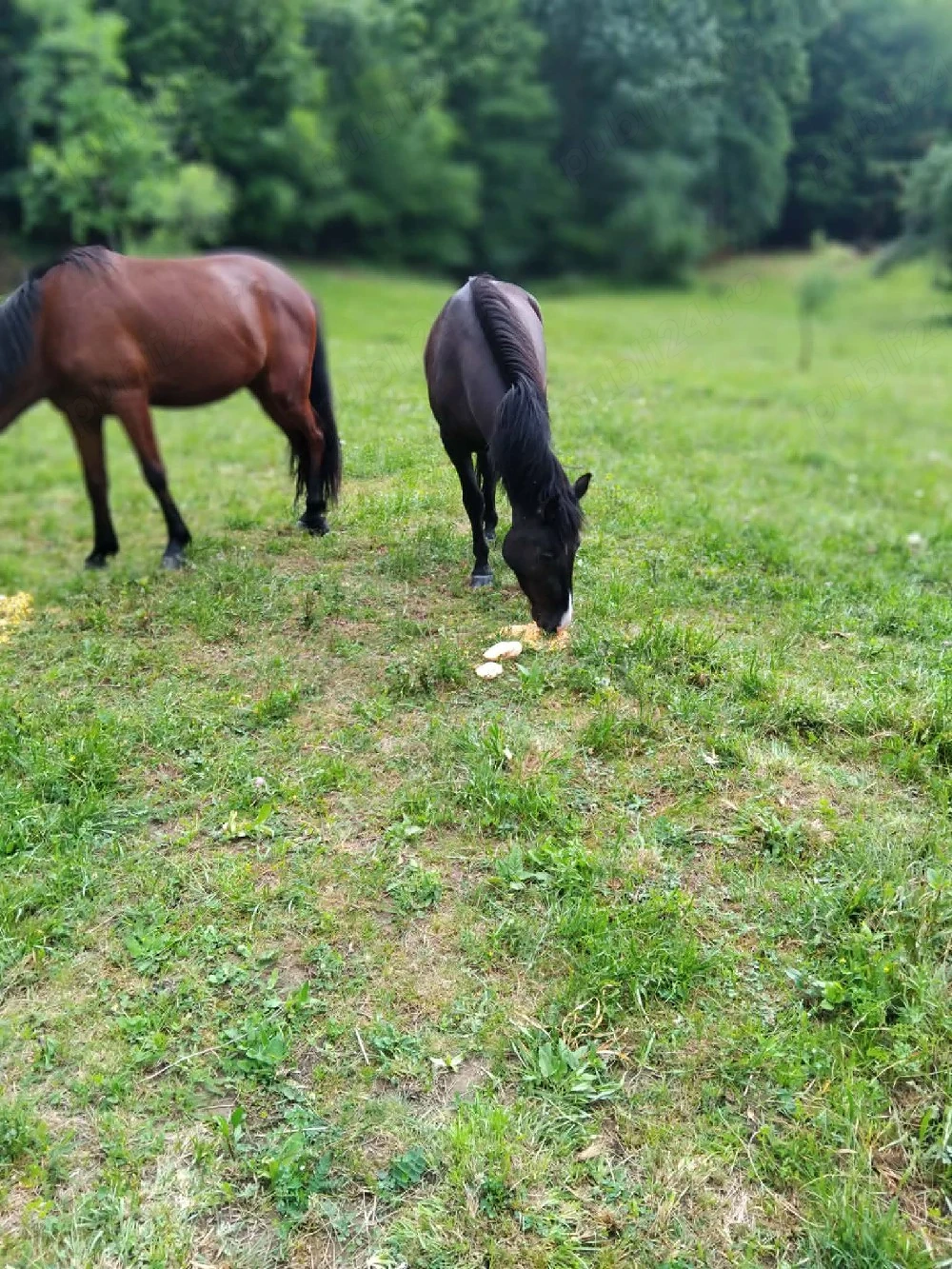 De vînzare minz de 3 ani castrat 