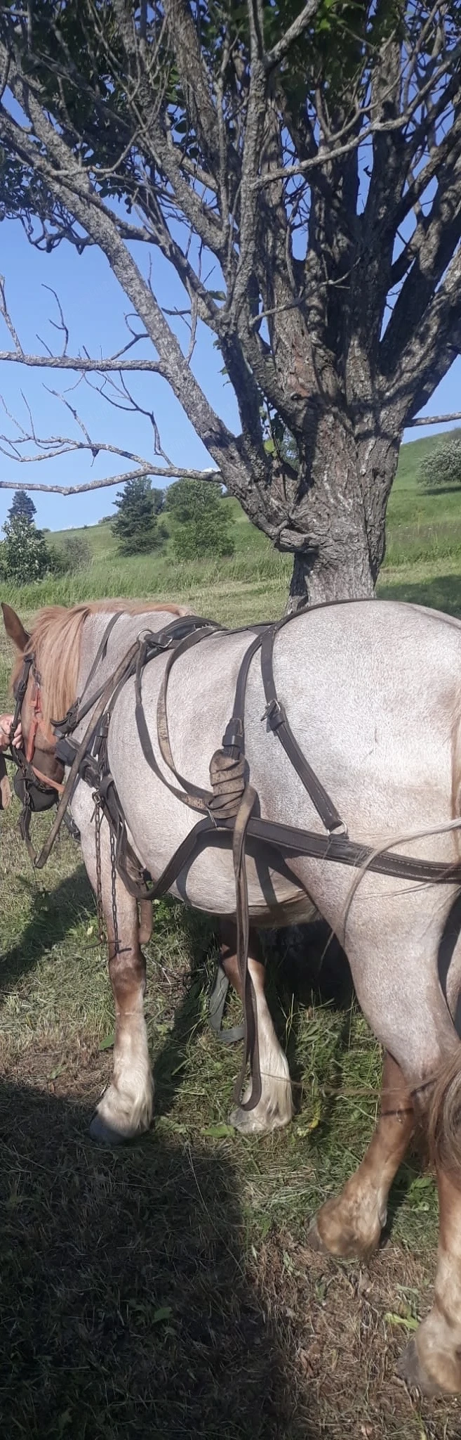 Vand iapa si manz