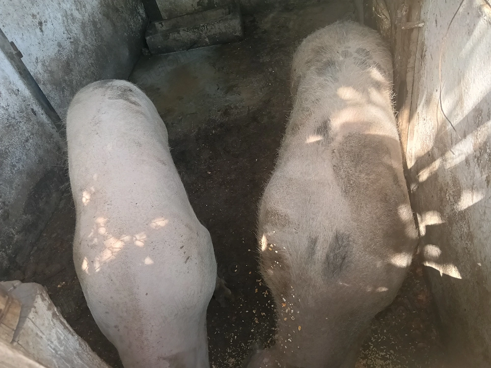 Vând 2 porci ,1 mascul și o purcea 