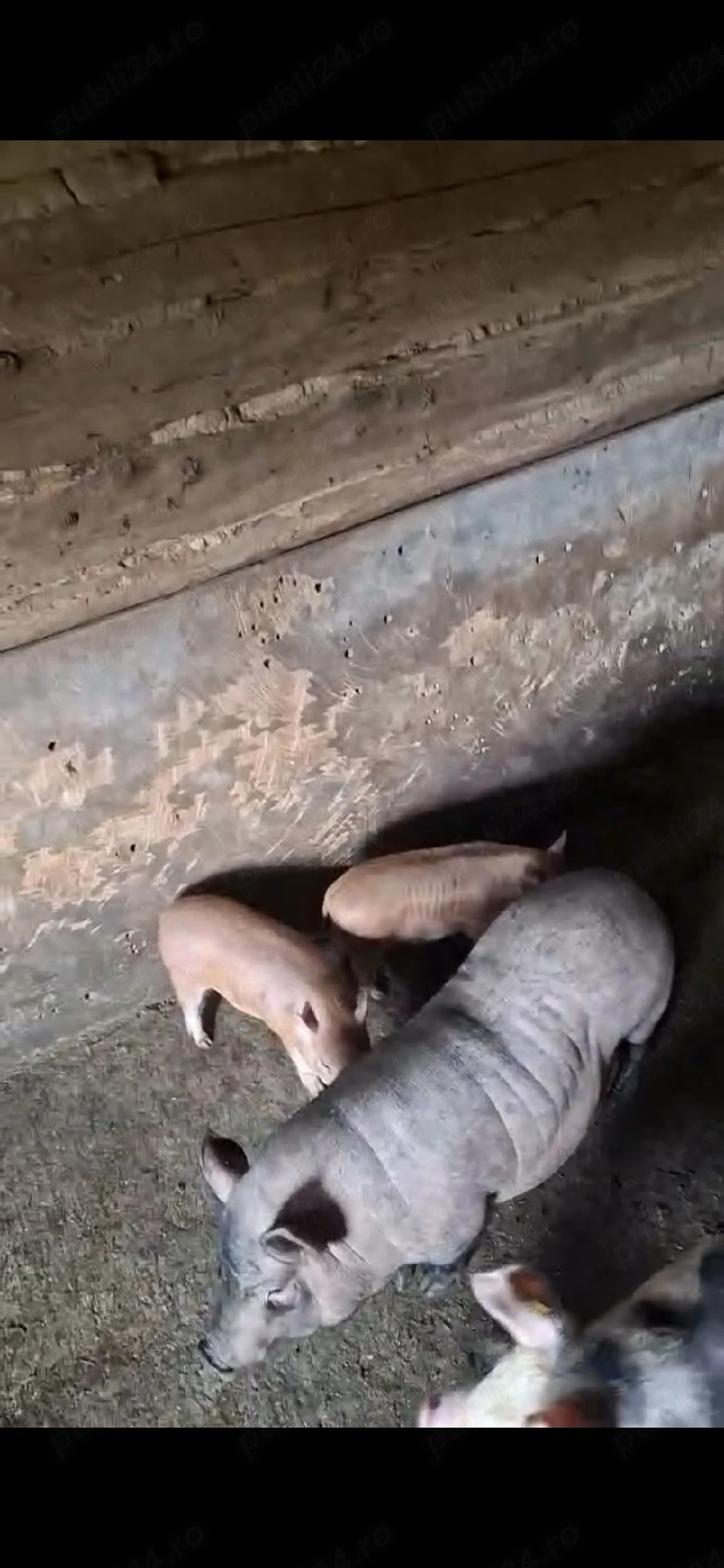 porci virnamezi