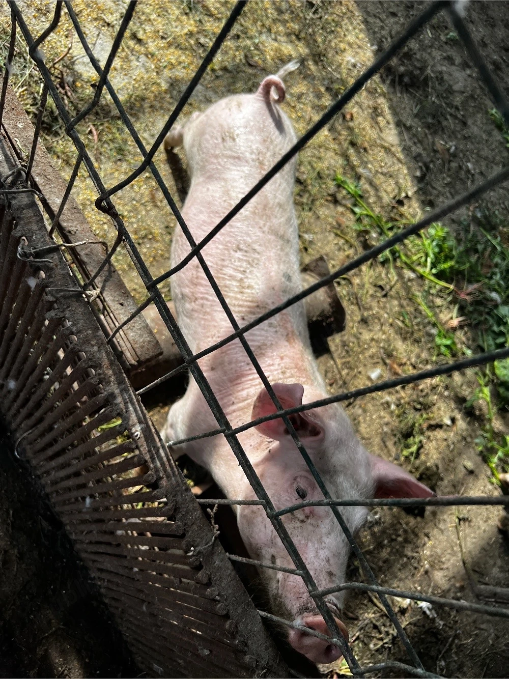 Grăsuni Landrace 