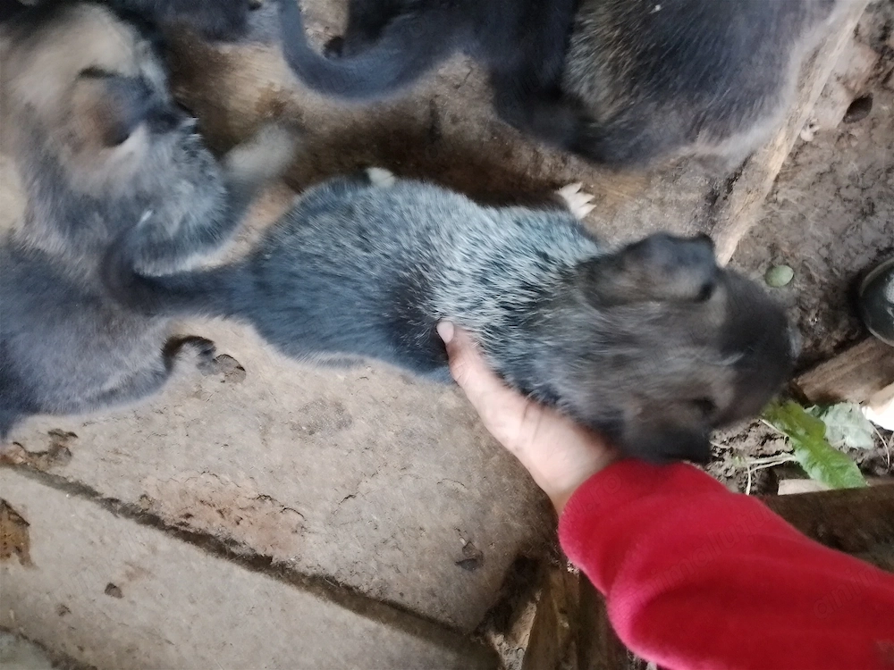 Căței melinois belgian