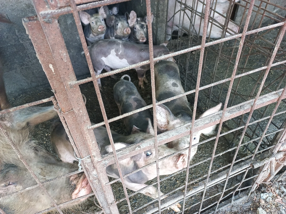 Porci de vanzare 500 negociabil