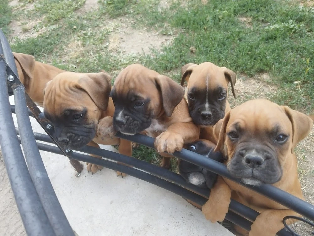    Pui Boxer German disponibili!   
