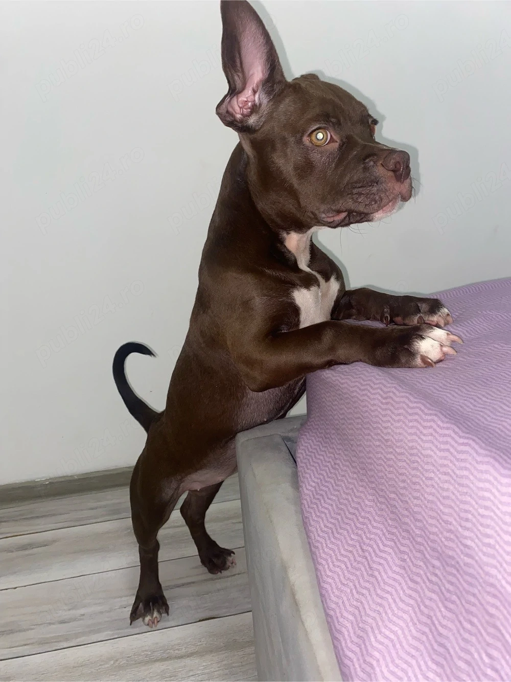 American Bully Pocket