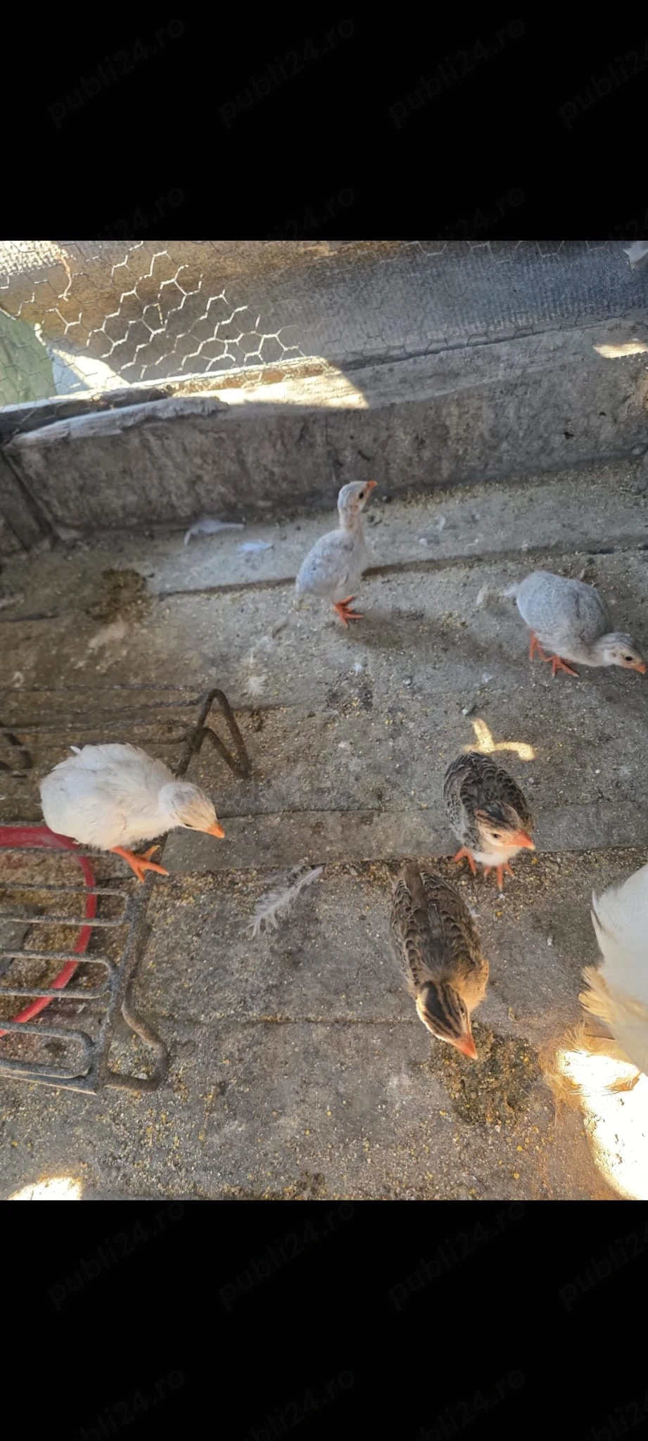 5 pui de bibilică de vânzare 