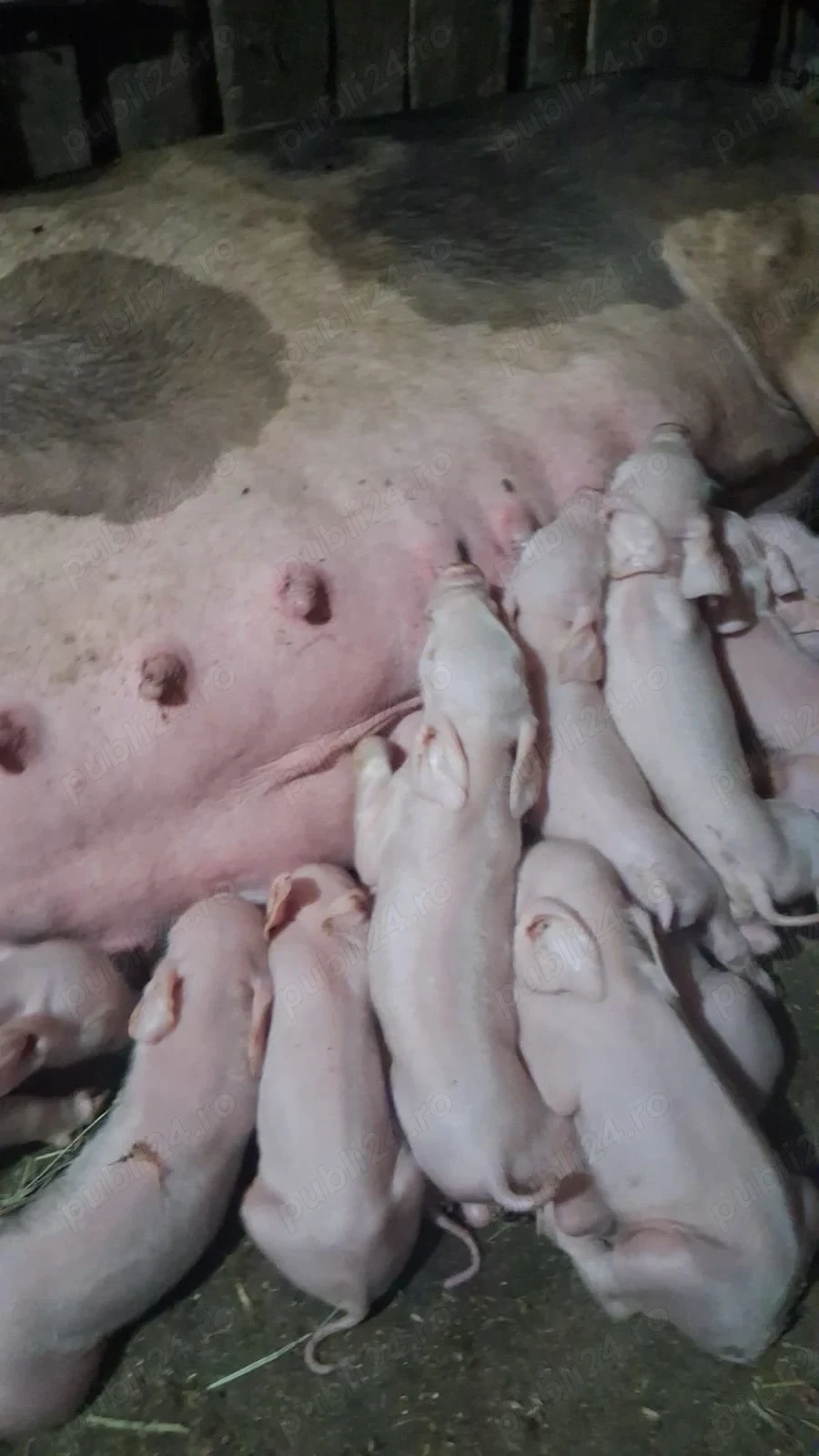 Porci de gospodărie crescuți cu cereale   aprox. 250 kg   Padina Mică