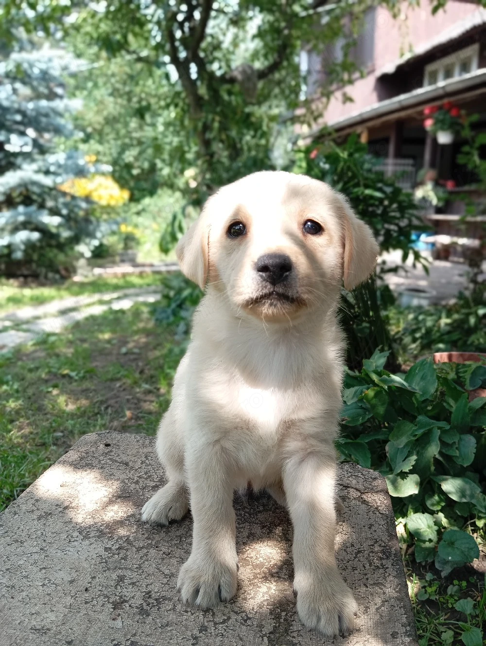 Puiuți de Labrador 