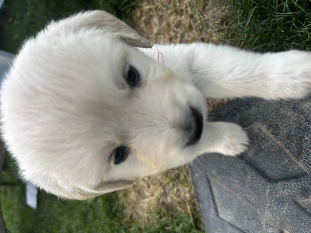 Golden retriver