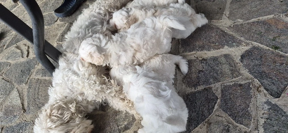 Catei Bichon