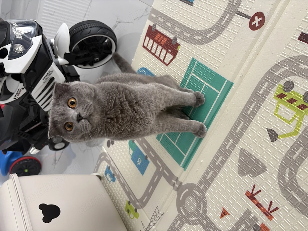 British shorthair blue