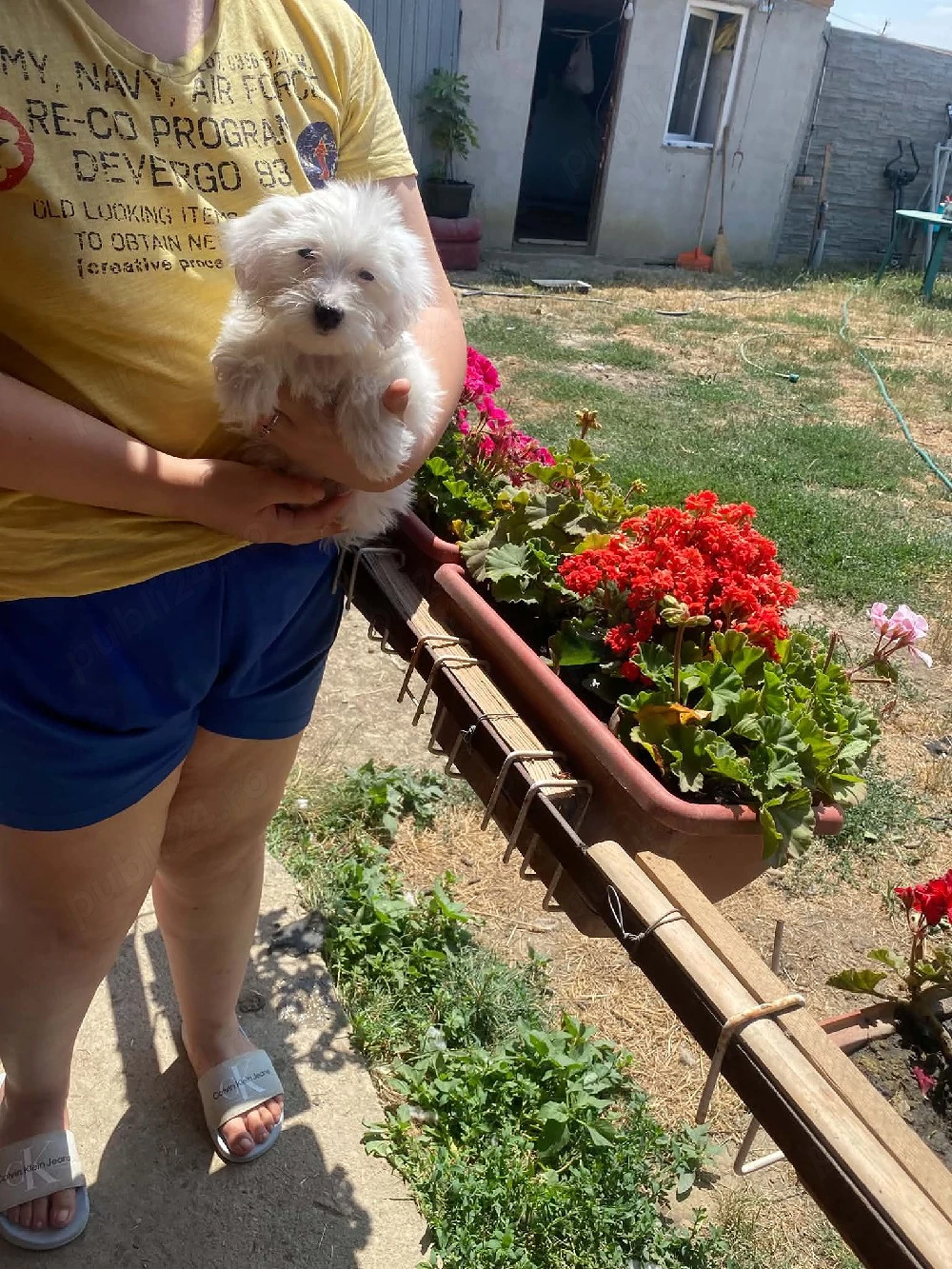 cățeluși bichoni maltez 