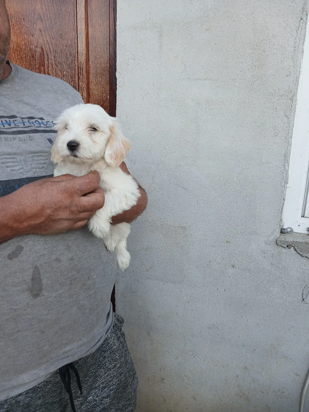 Catelusa bichon maltez