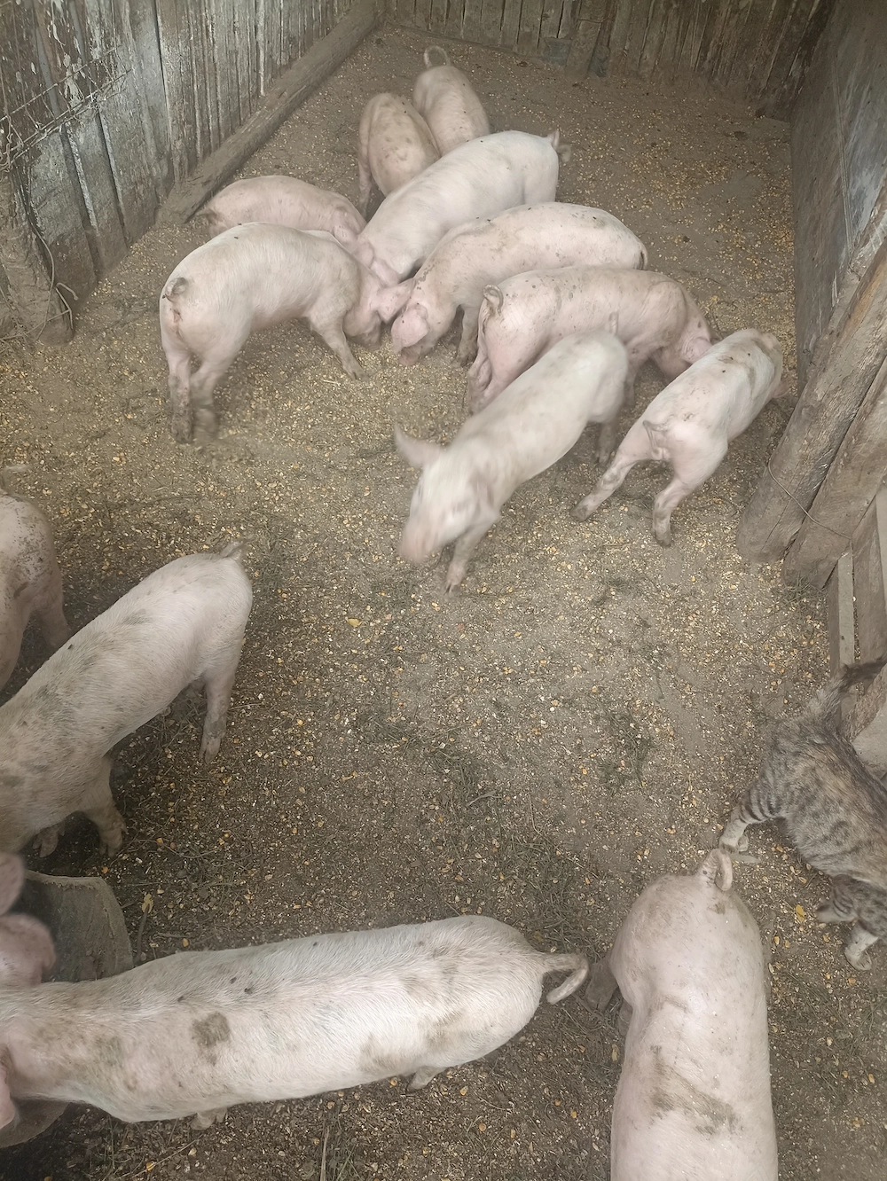 Vând 13 purceii rasă Landrace au 7 săptămâni 