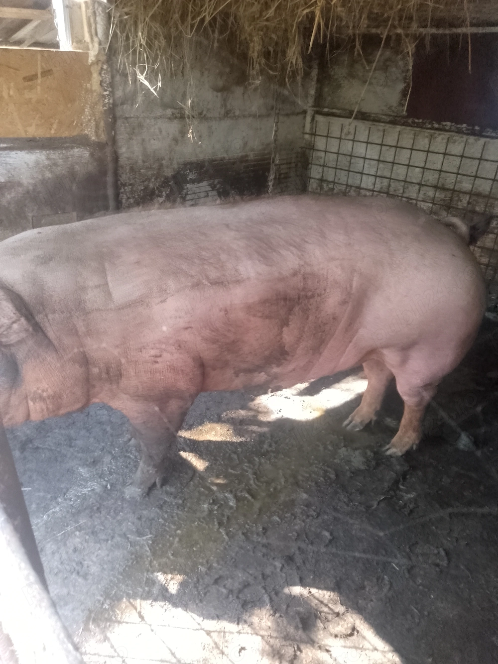 Vând porc de carne