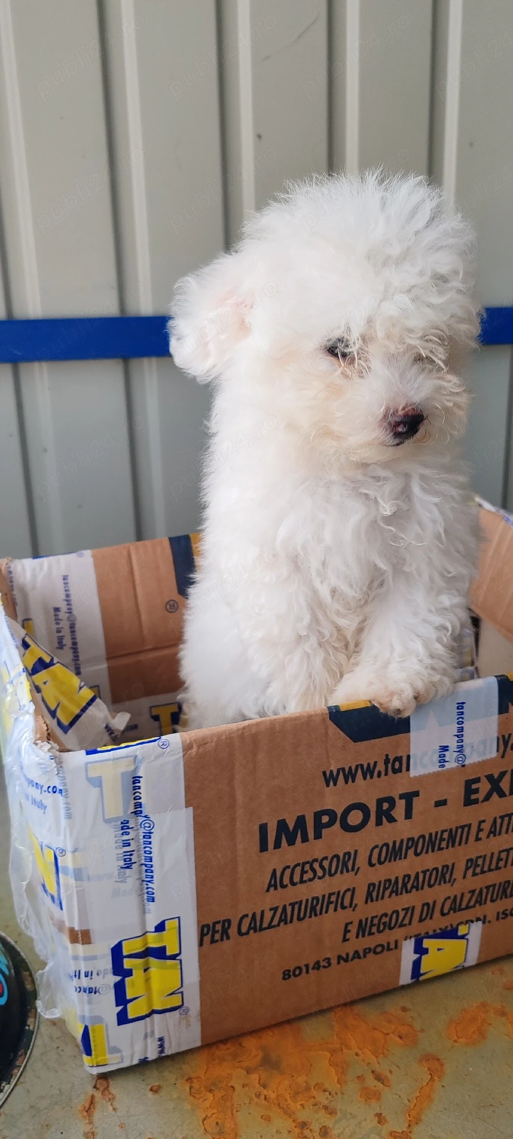 bichon frise femelă