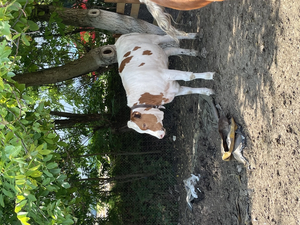 Vând vițea 8 luni red holstein 