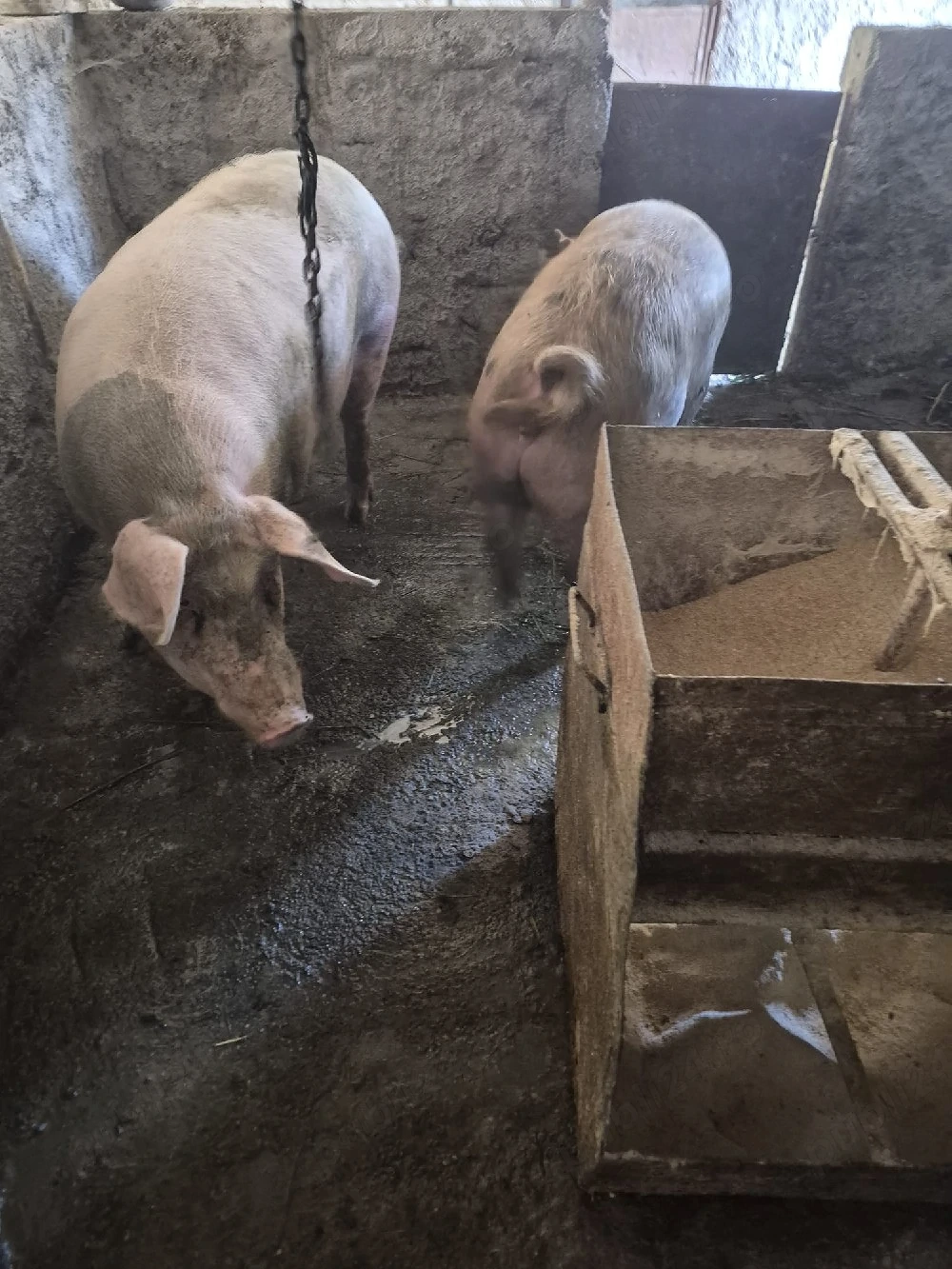 porci de vanzare 