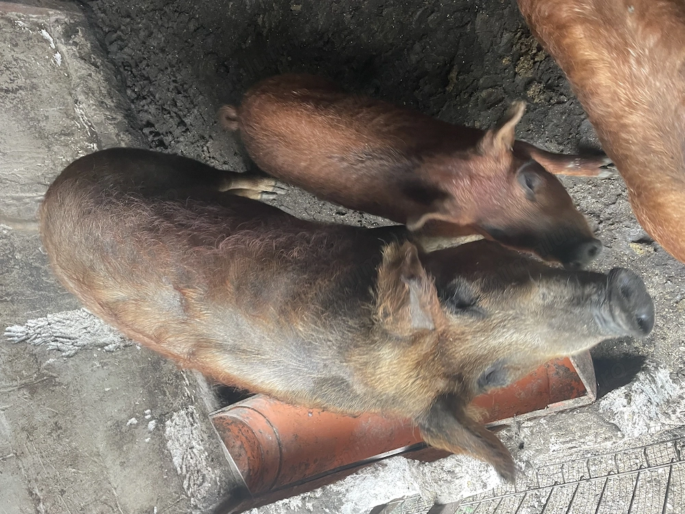 2 purcele Mangalita și 4purcei 2 dintre ei au 30 kg și 2 au 40kg purcelele au în jur de 90 k