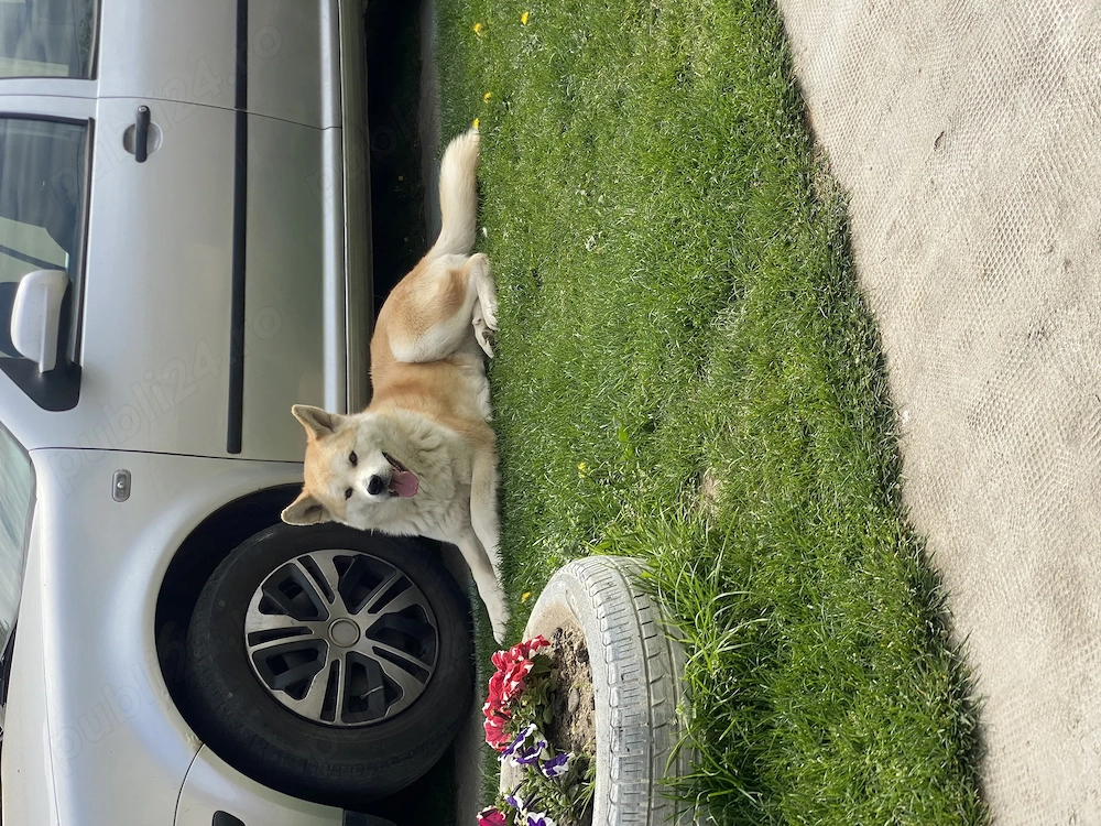 Donez femela Akita Inu 