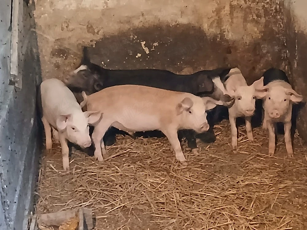 porcii de casă 