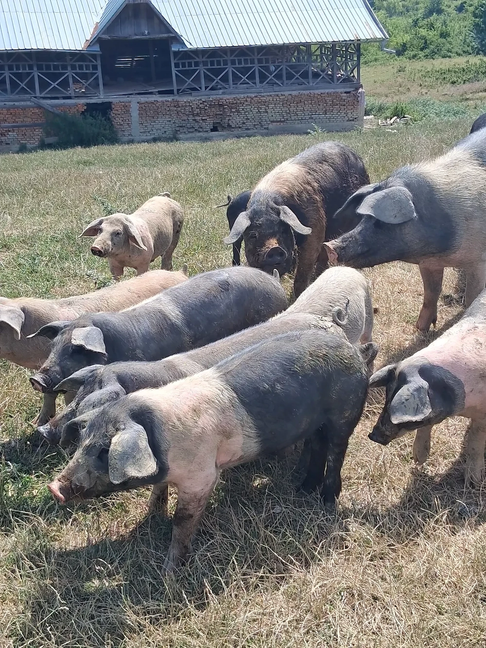 Porci purcei de vanzare
