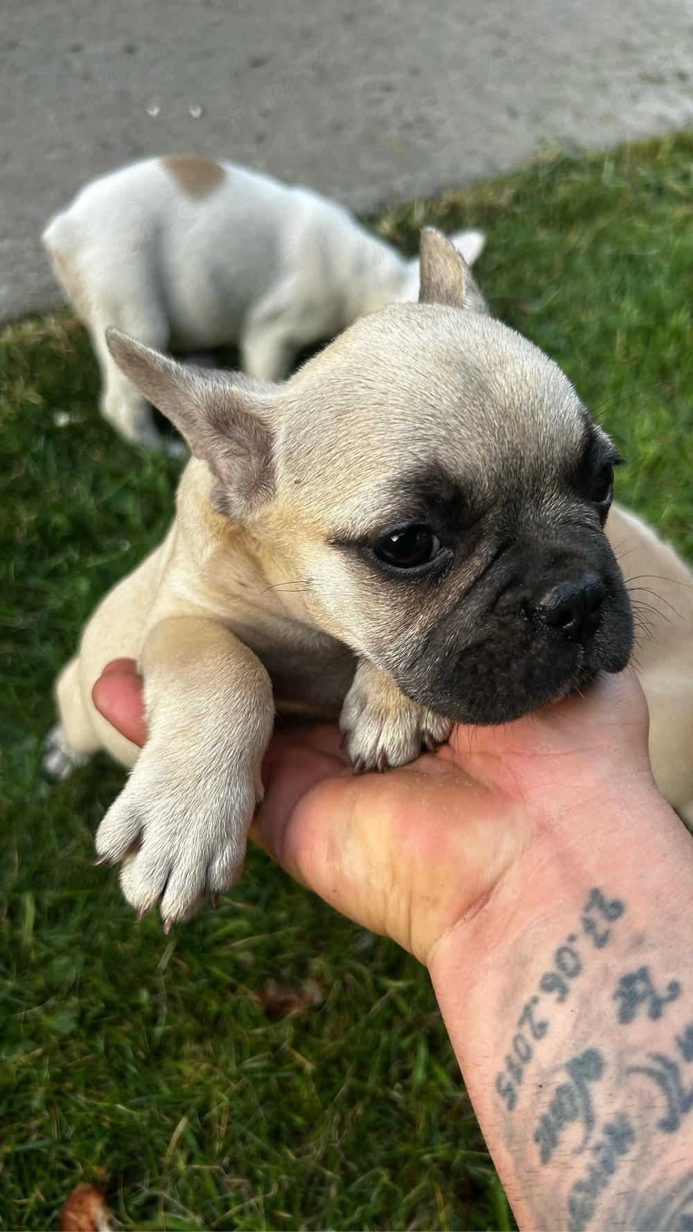 buldog francez