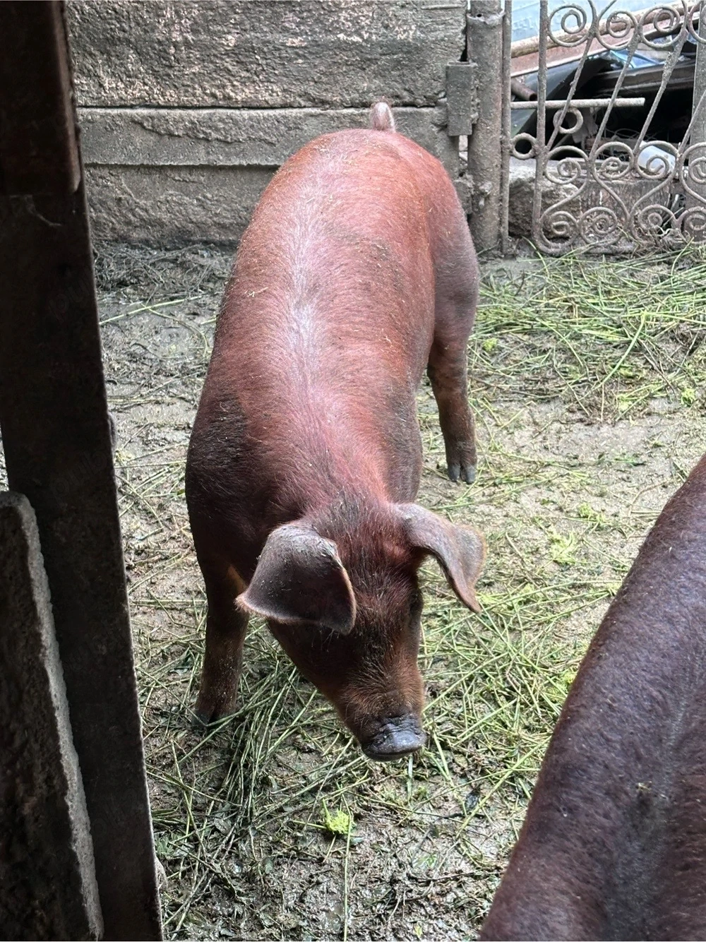 scrofita duroc pur