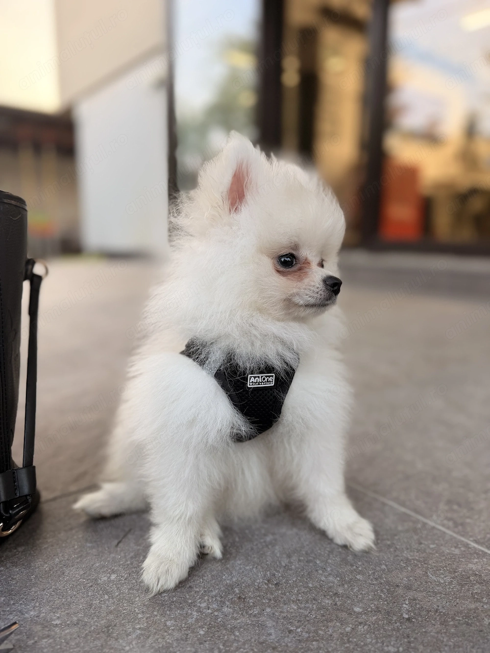Pomeranian Mascul cu Pedigree