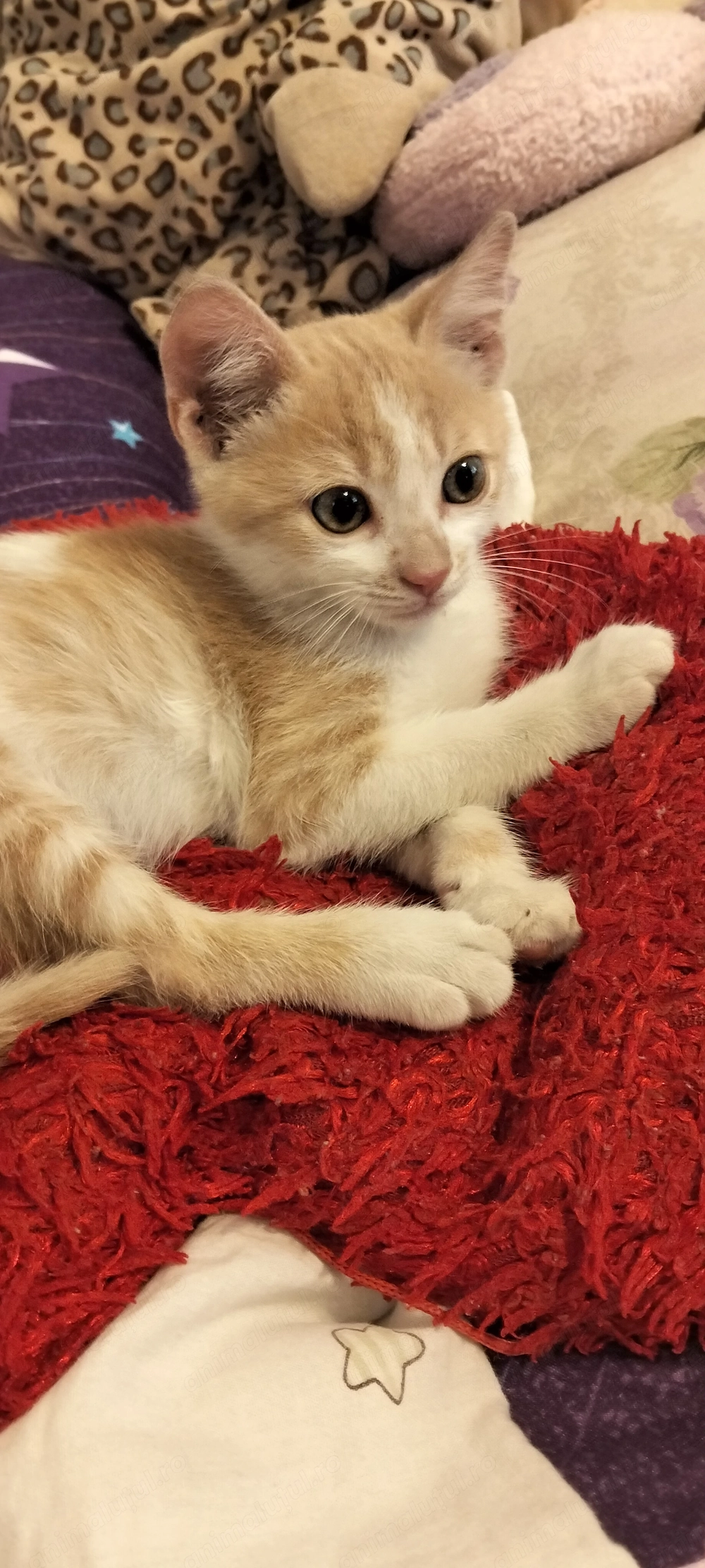 Motănel, 2-3luni spre adoptie