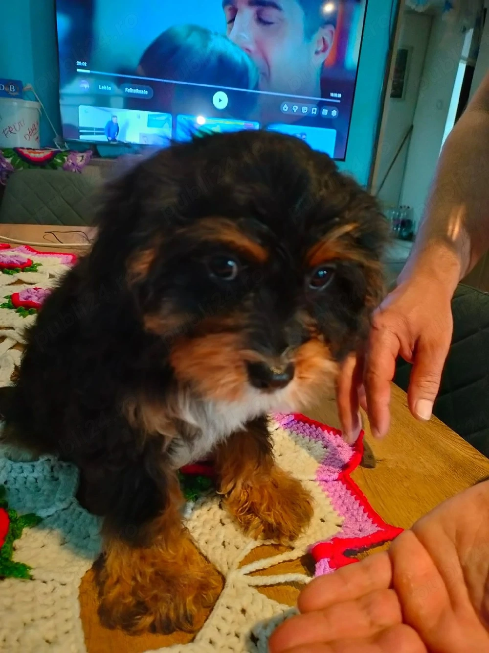 Cavapoo baeti si fetite de vinzare