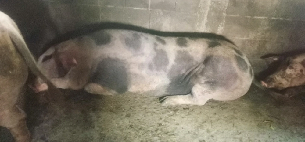 Vând porci de casă