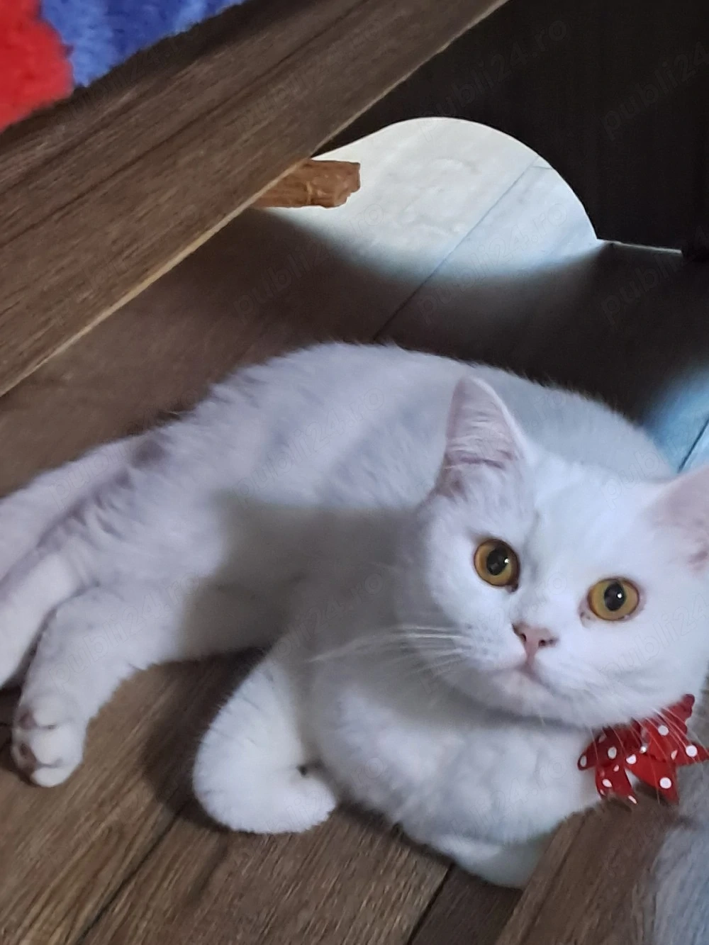 pisică British Shorthair albă 