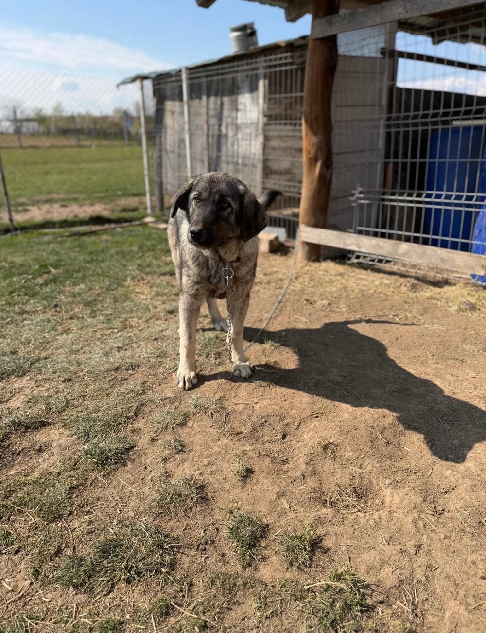 Vând Mascul Kangal 9 Luni 