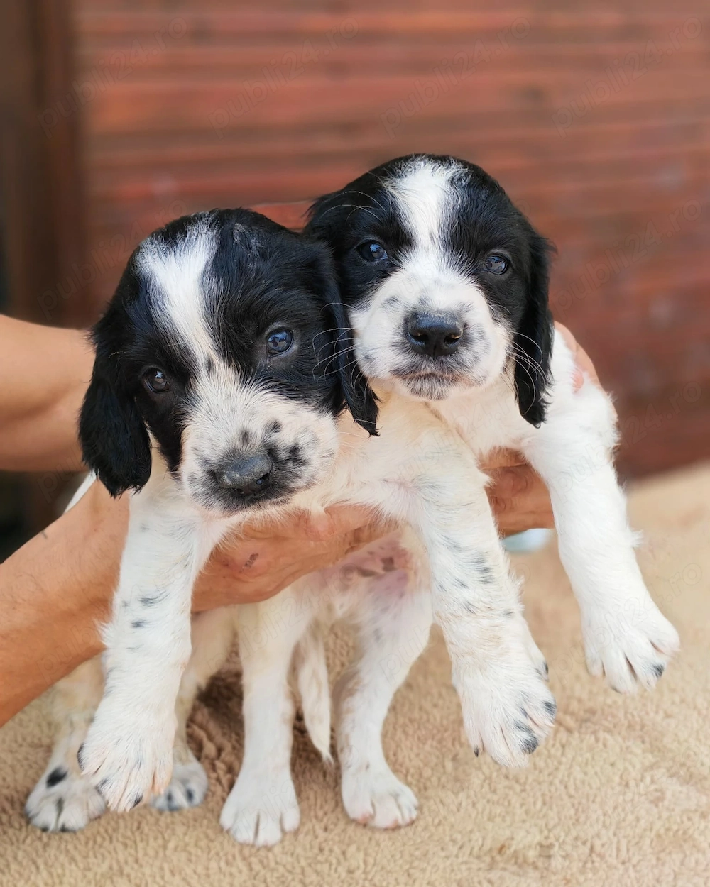 Căței Springer spaniel englez 