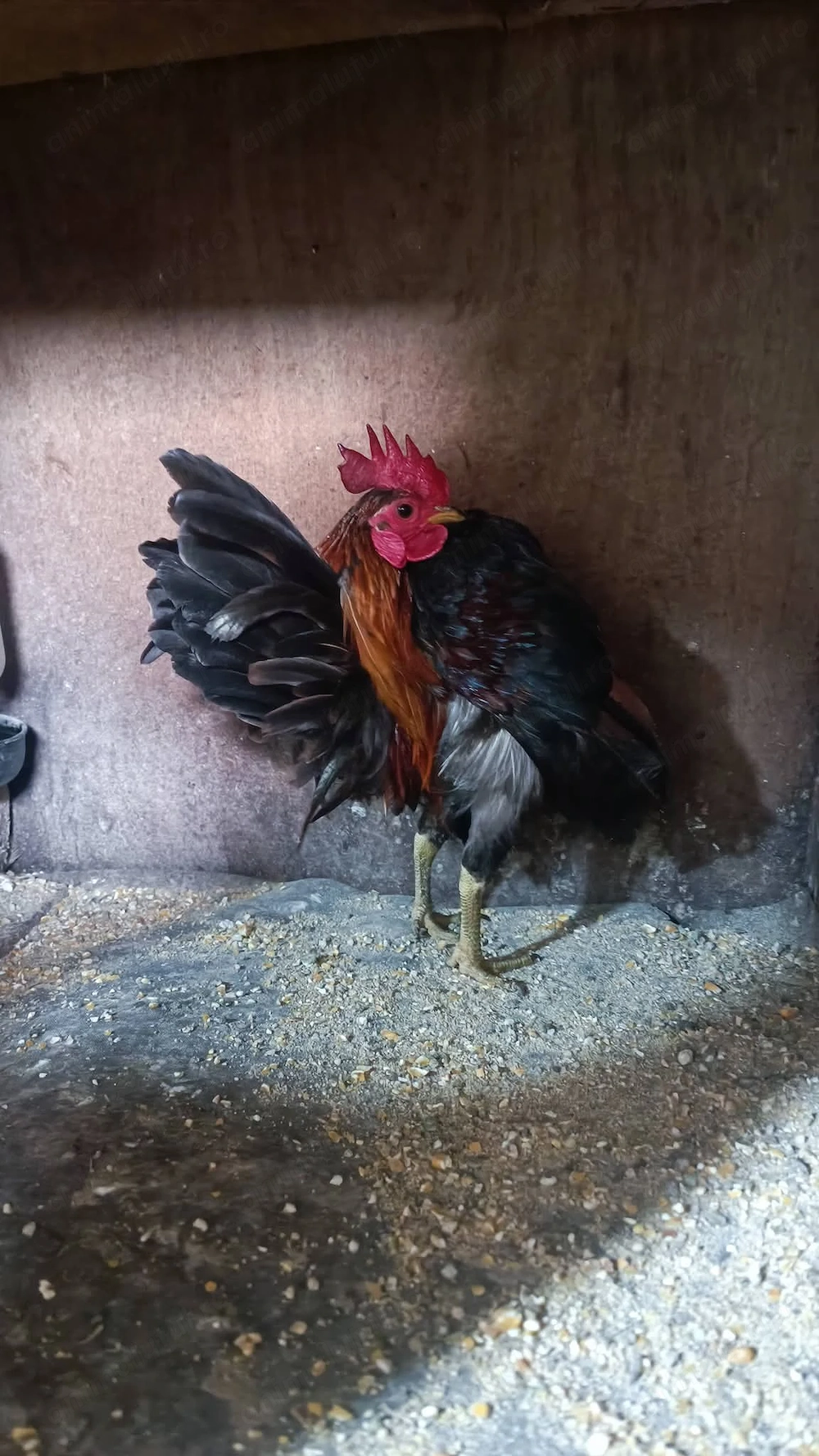 Găini Serama tinere