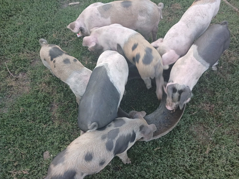 Vand 7 purcei rasa Bazna-Petran