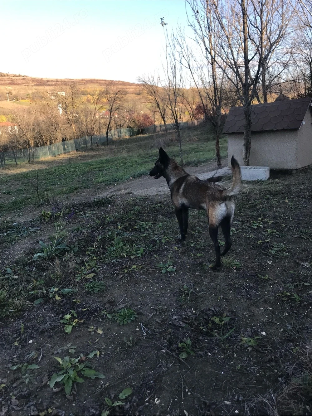 femela malinois