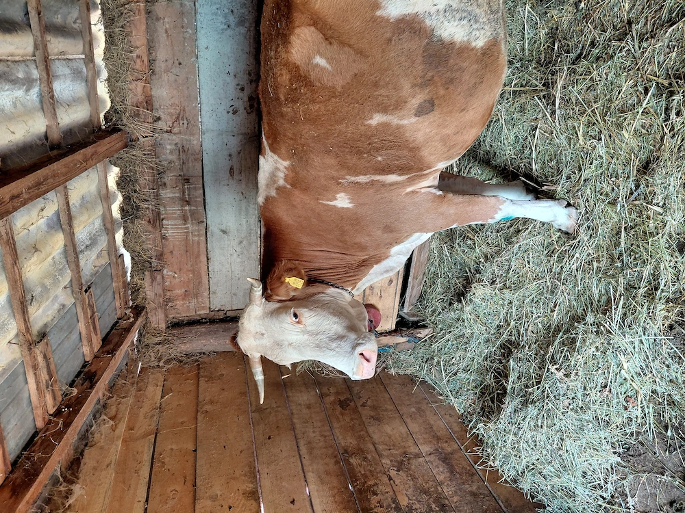 Vand vaca baltata de 7-8 ani
