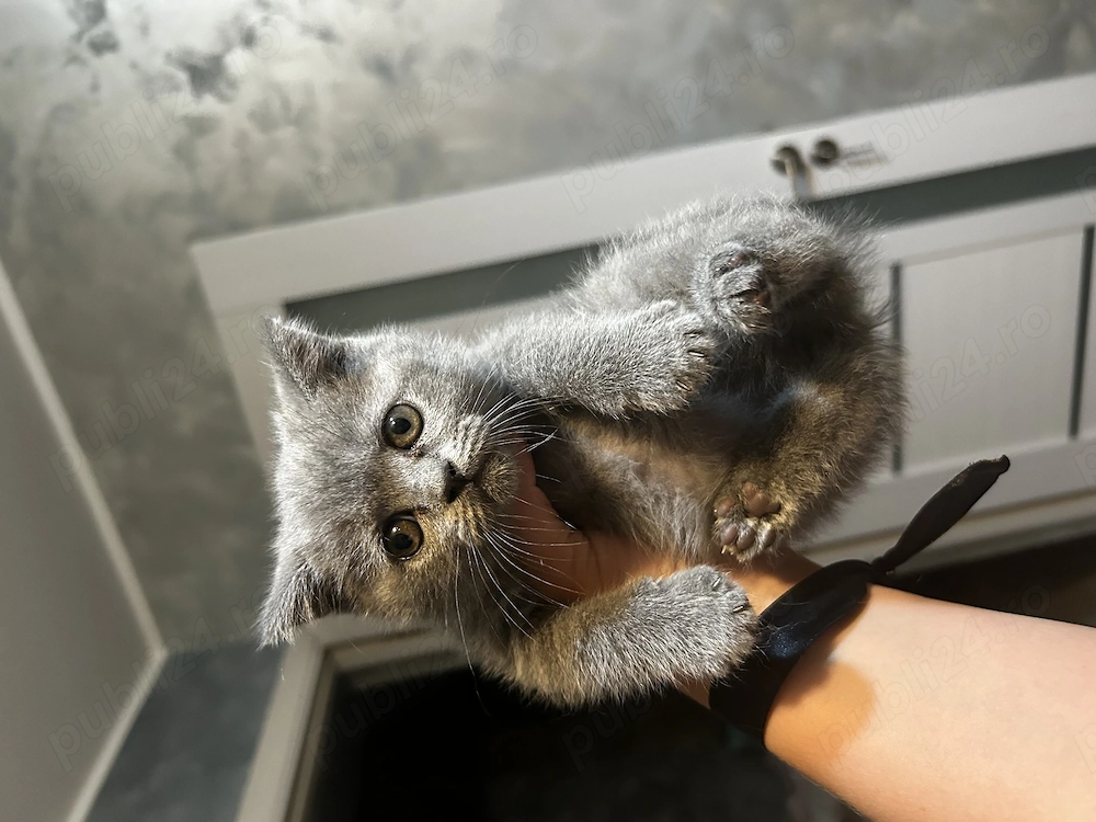 Pisicuța British shorthair