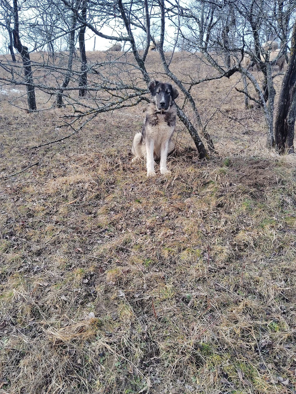 de vânzare mascul 1 an